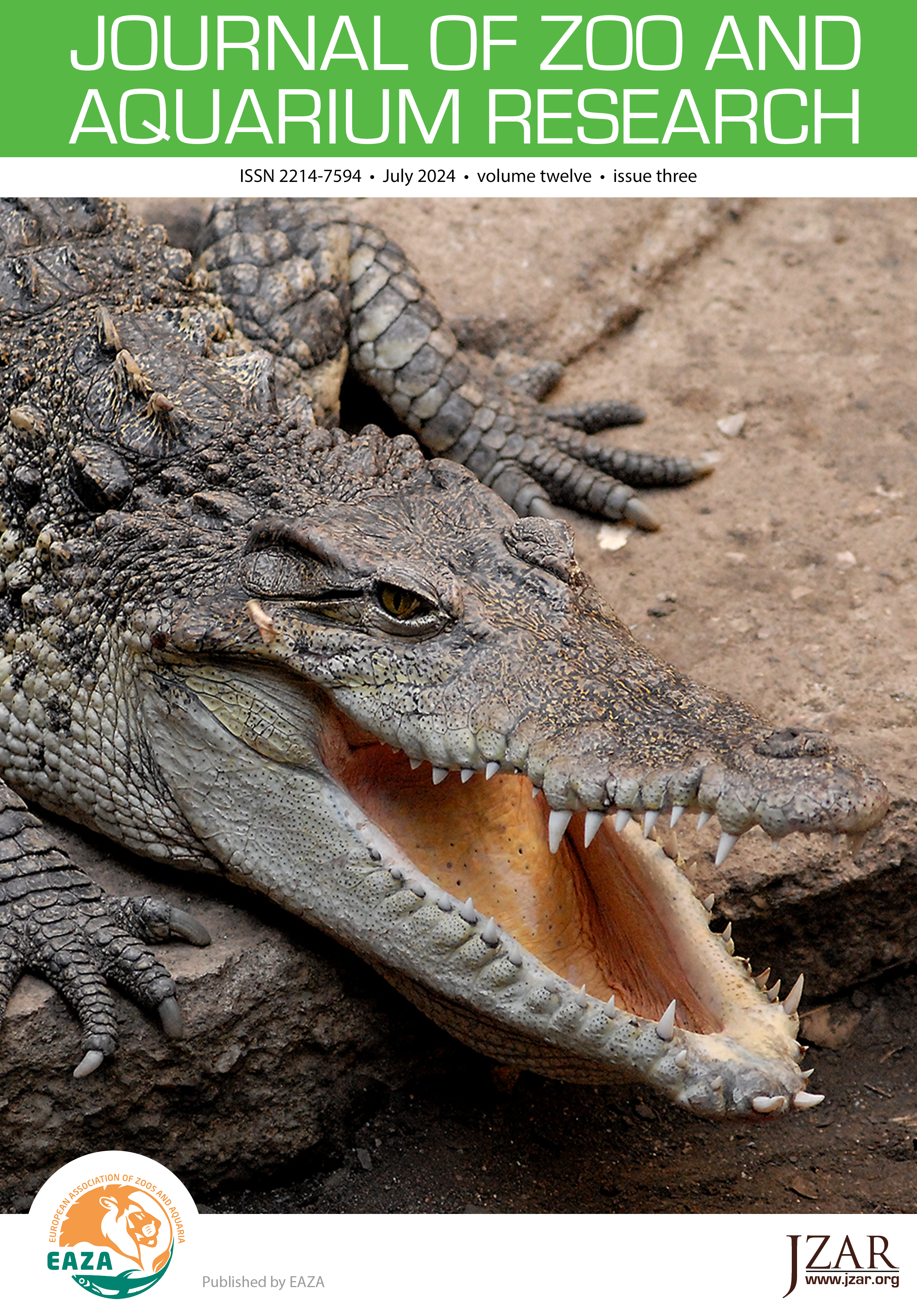 Close-up image of an open mouthed Siamese crocodile with feet either side of it's head; zoo house